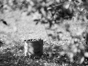 summer, Bucket, Leaf, apples