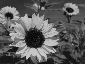 Sunflower, Leaf