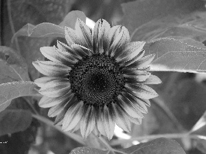 Sunflower, Leaf