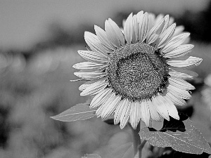 Leaf, Yellow, Sunflower