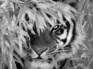 tiger, Leaf