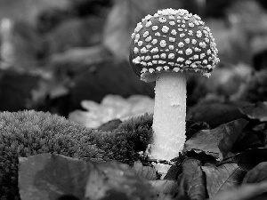 Leaf, Red, toadstool