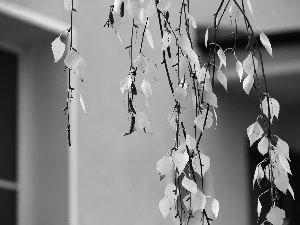 birch-tree, Yellow, Leaf