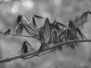 Leaf, Fractalius, trees