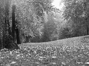 trees, grass, Leaf, viewes