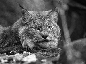 Leaf, Lynx, trees