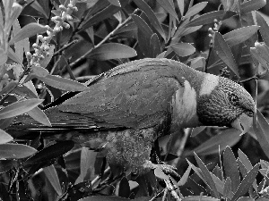 Leaf, parrot, trees