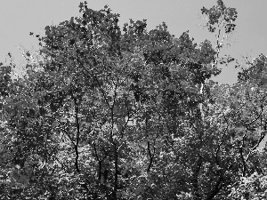 trees, Red, Leaf, viewes