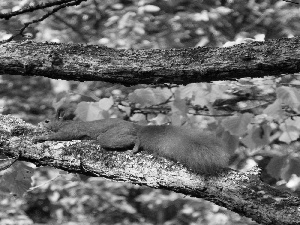 Leaf, squirrel, trees