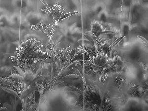 Leaf, Flowers, trefoil