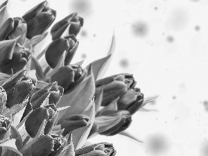 Leaf, Red, Tulips