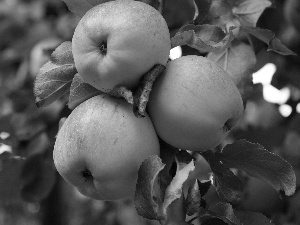 Leaf, apples, twig