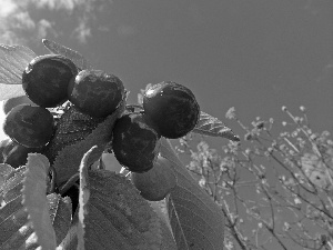 Leaf, cherries, twig