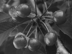 twig, Fruits, Leaf, cherries