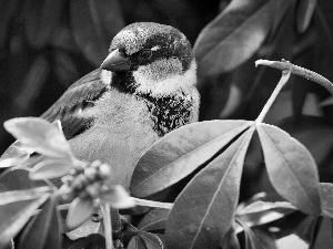 Leaf, sparrow, twig