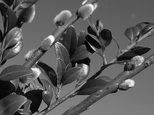 green ones, database, Boxwood, Twigs, Willow, Leaf, Sky