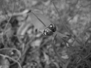 leaf, ladybugs, Two