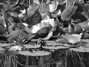 Leaf, lilies, water