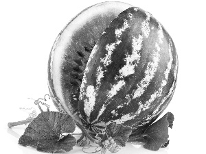 watermelon, Leaf