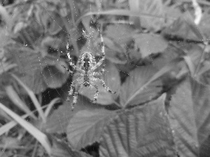Leaf, Spider, Web