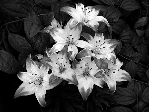 white, lilies, Leaf, Red