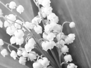 White, green ones, Leaf, lilies