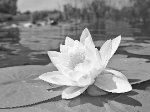 White, water, Leaf, Lily