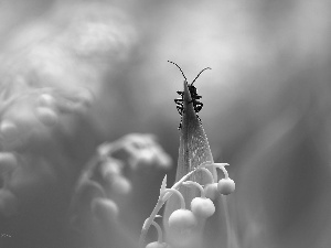 leaf, lilies, worm