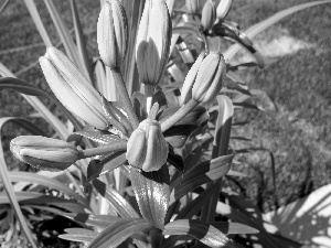 Buds, Leaf, lilies, Yellow