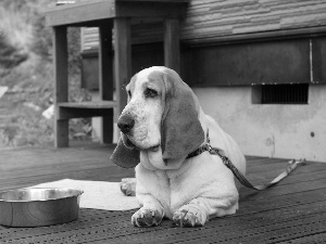 dog, bowl, Leash, terrace