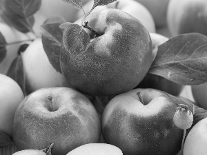 leaves, tasty, apples