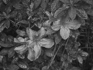 leaves, azalea, rhododendron