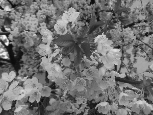 beatyfull, cherries, leaves, Flowers