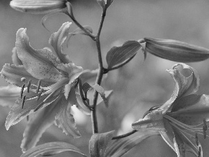 Leaves, blur, Buds, Colourfull Flowers, Lily