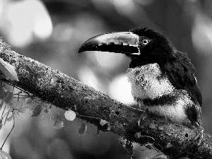 leaves, Toucan, branch