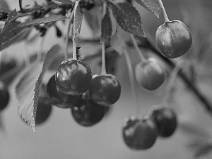 leaves, Red, cherries