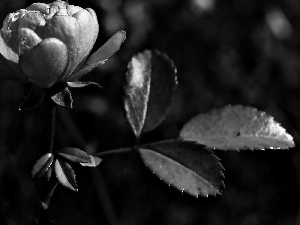 Pink, camellia, leaves, Colourfull Flowers