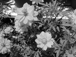 leaves, Flowers, Cosmos