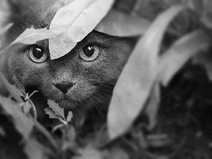 leaves, kitten, Eyes