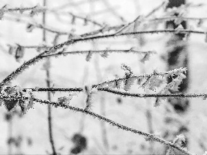 White frost, Twigs, leaves