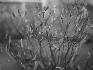 grass, White, leaves, change