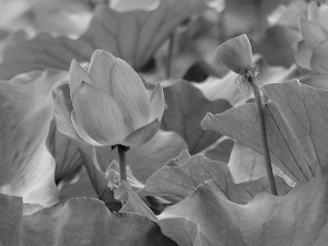 lotus, leaves