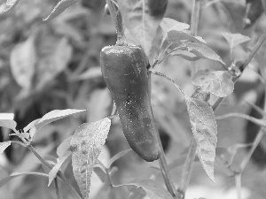 leaves, Green, pepper