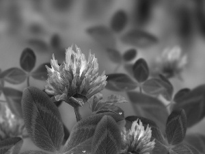 Pink, green ones, leaves, trefoil