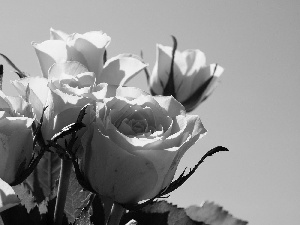 leaves, Yellow, roses