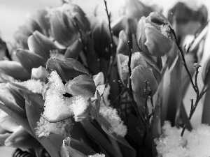leaves, Tulips, snow