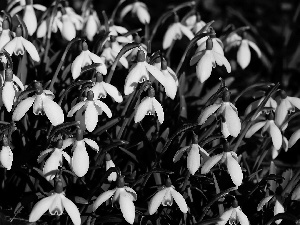 leaves, Flowers, snowdrops