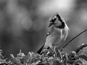 leaves, jay, twig