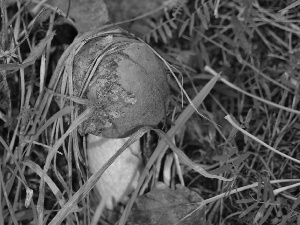 Leccinum Red, grass