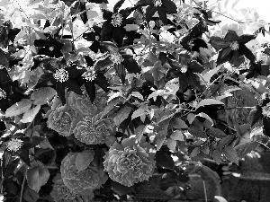 ledge, roses, Clematis